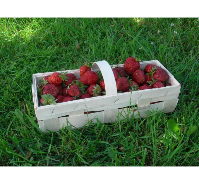 Тара для збору ягід з шпону