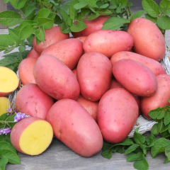 Семенной картофель Лаура, 70-80 дней 2 репродукция