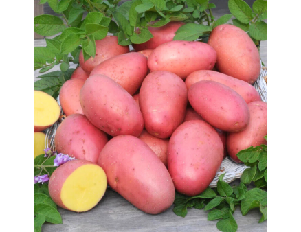 Семенной картофель Лаура, 70-80 дней 2 репродукция