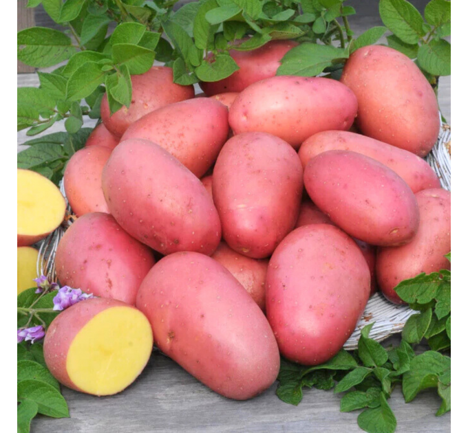 Семенной картофель Лаура, 70-80 дней 2 репродукция