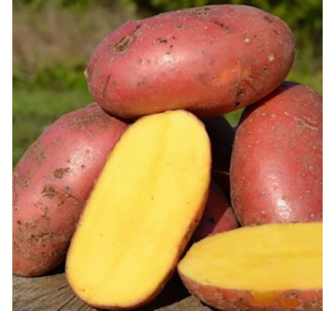 Семенной картофель Лаура, 70-80 дней 2 репродукция