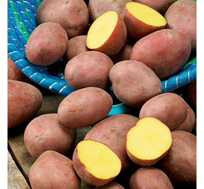 Семенной картофель Лаура, 70-80 дней 2 репродукция