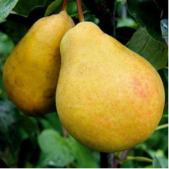 Саджанці груші літньої сорт Лимонка, підщепа ВА-29