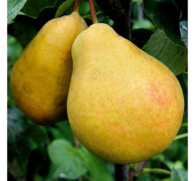 Саджанці груші літньої сорт Лимонка, підщепа ВА-29