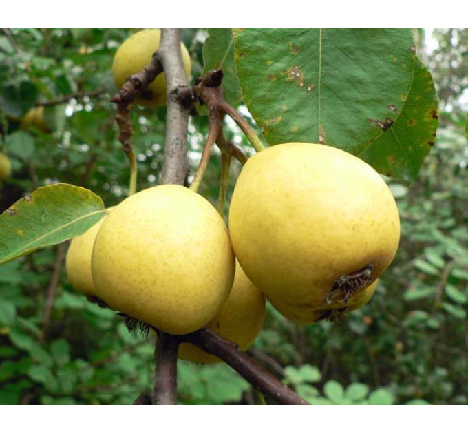 Саджанці груші літньої сорт Лимонка, підщепа ВА-29