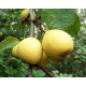 Саджанці груші літньої сорт Лимонка, підщепа ВА-29
