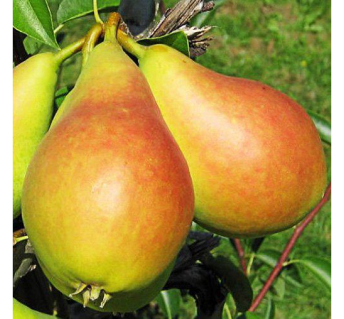 Груша літня сорт Ізольда, підщепа ВА-29