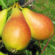 Груша літня сорт Ізольда, підщепа ВА-29