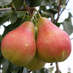 Саджанці груші сорт Весільна