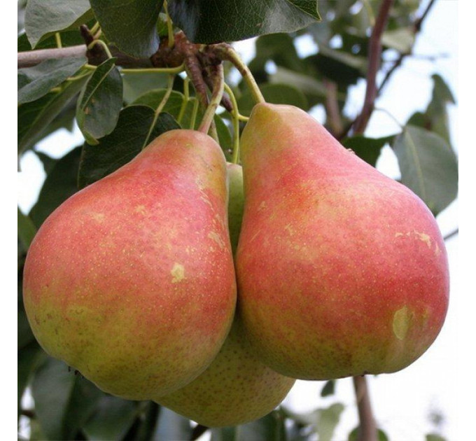 Саджанці груші сорт Весільна