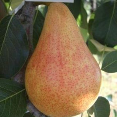 Саджанці груші літньої сорт Трапезница, підщепа ВА-29