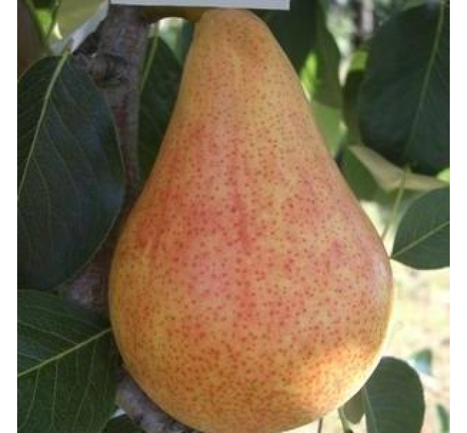 Саджанці груші літньої сорт Трапезница, підщепа ВА-29