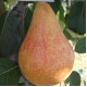 Саджанці груші літньої сорт Трапезница, підщепа ВА-29