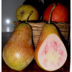 Груша літня сорт Весільна (червона м'якоть), підщепа ВА-29