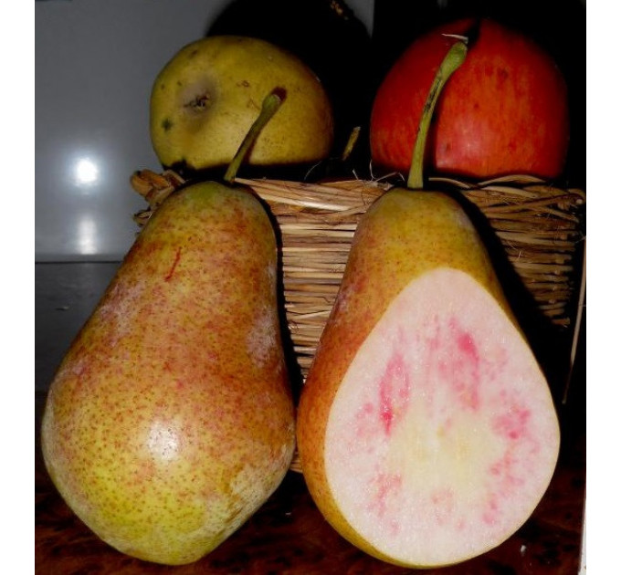Груша летняя сорт Свадебная (красная мякоть), подвой ВА-29