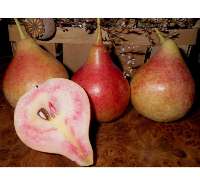 Груша летняя сорт Свадебная (красная мякоть), подвой ВА-29