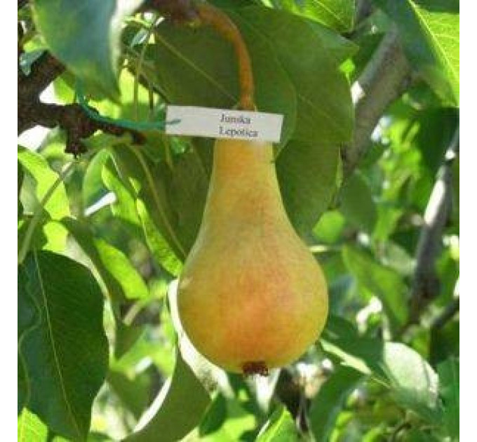 Саженцы груши летний сорт Июньская лепотика, подвой ВА-29