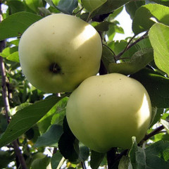 Яблоня летняя сорт Папировка, подвой 54-118 