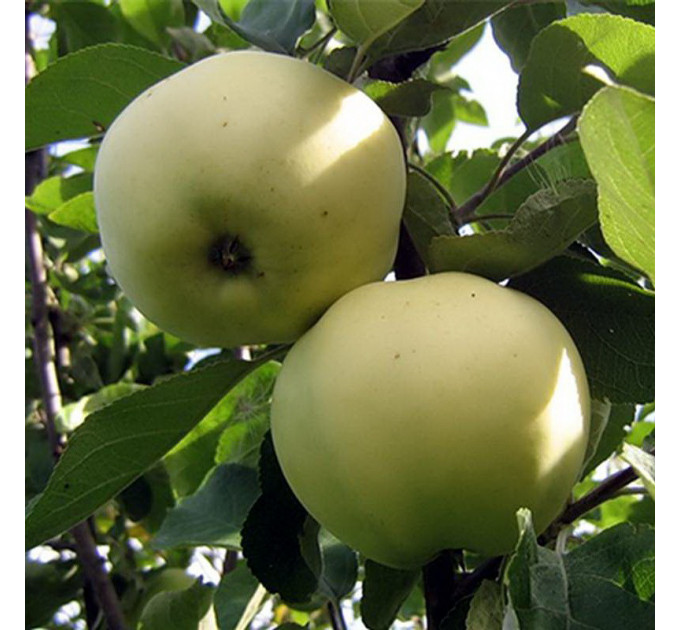 Яблоня летняя сорт Папировка, подвой 54-118