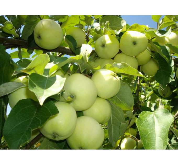 Яблоня сорт Белый налив