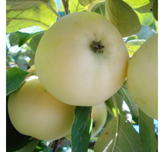 Яблоня сорт Белый налив