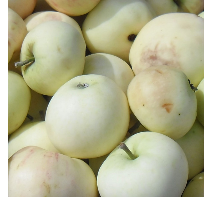 Яблоня летняя сорт Папировка, подвой 54-118