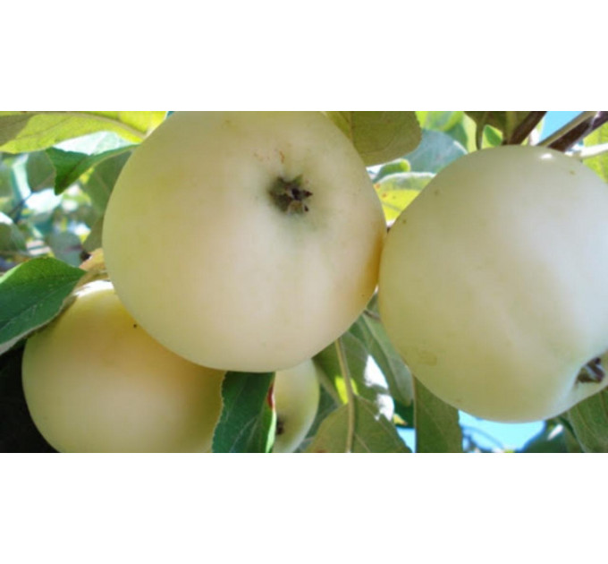 Яблоня летняя сорт Папировка, подвой 54-118