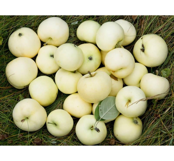 Яблоня летняя сорт Папировка, подвой 54-118