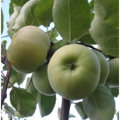 Саженцы яблони летней сорт Донешта, подвой 54-118