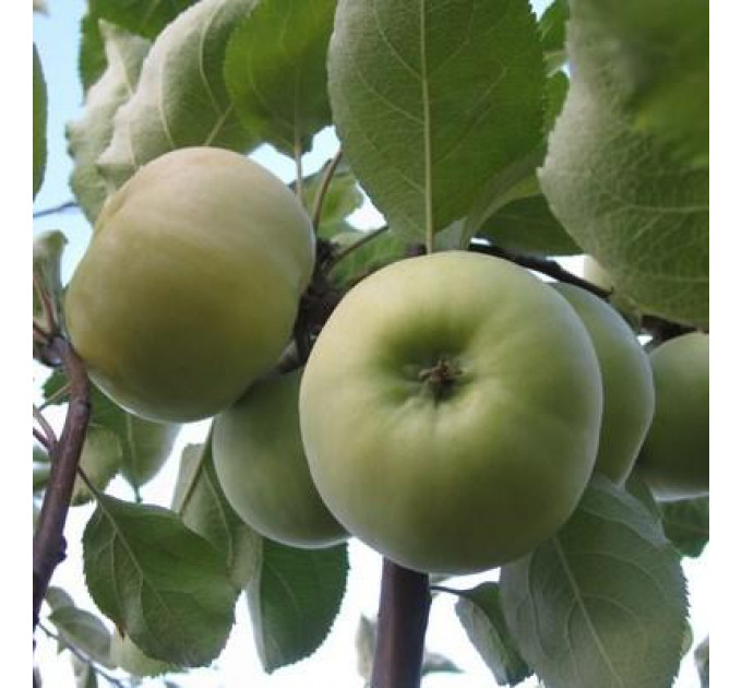 Саженцы яблони летней сорт Донешта, подвой 54-118