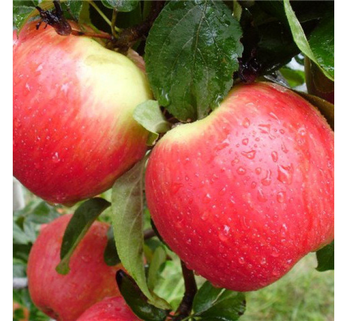 Саженцы яблони летней сорт Эрли Женева, подвой 54-118