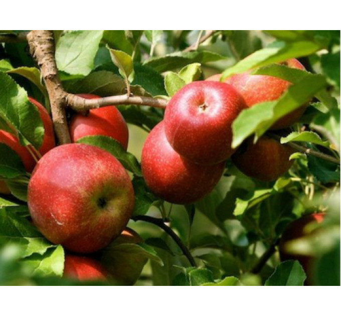 Саженцы яблони летней сорт Эрли Женева, подвой 54-118