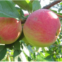 Саженцы яблони летней сорт "Конфетное", подвой 54-118
