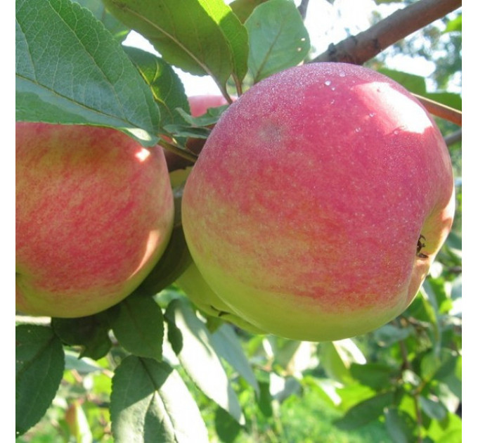 Саженцы яблони летней сорт "Конфетное", подвой 54-118