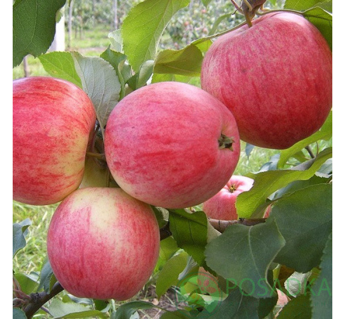 Саженцы яблони летней сорт "Конфетное", подвой 54-118