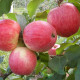 Саженцы яблони летней сорт "Конфетное", подвой 54-118