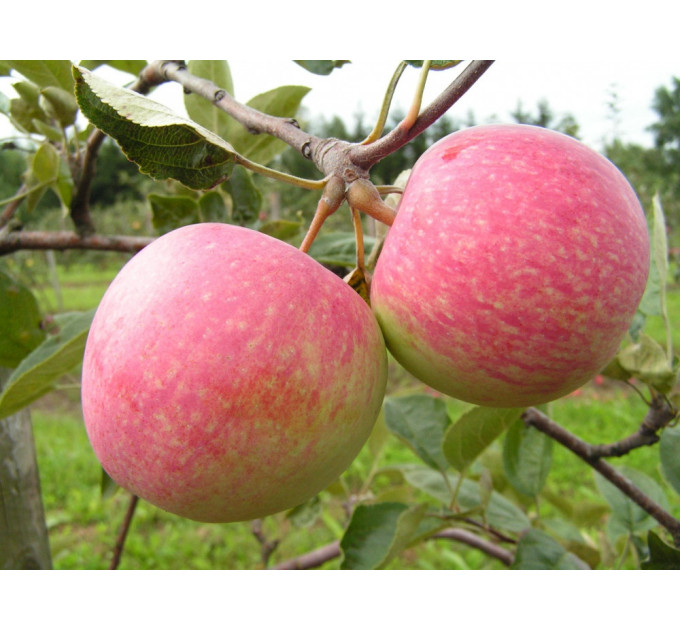 Саженцы яблони летней сорт "Конфетное", подвой 54-118