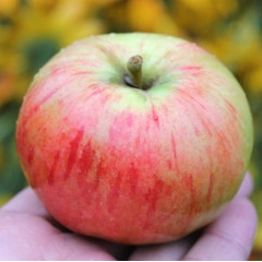 Саженцы яблони летней сорт Орловим