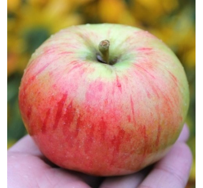 Саженцы яблони летней сорт Орловим