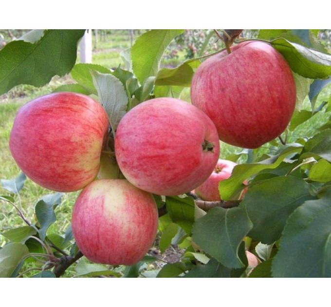 Саженцы яблони летней сорт Орловим