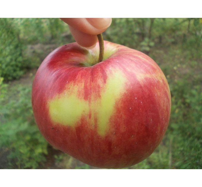 Саженцы яблони летней сорт Орловим