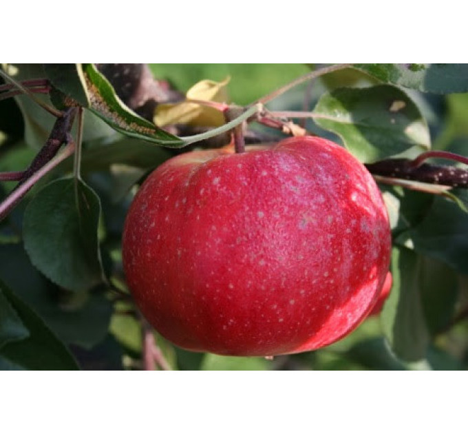 Саженцы яблони летней сорт Тринити, подвой 54-118