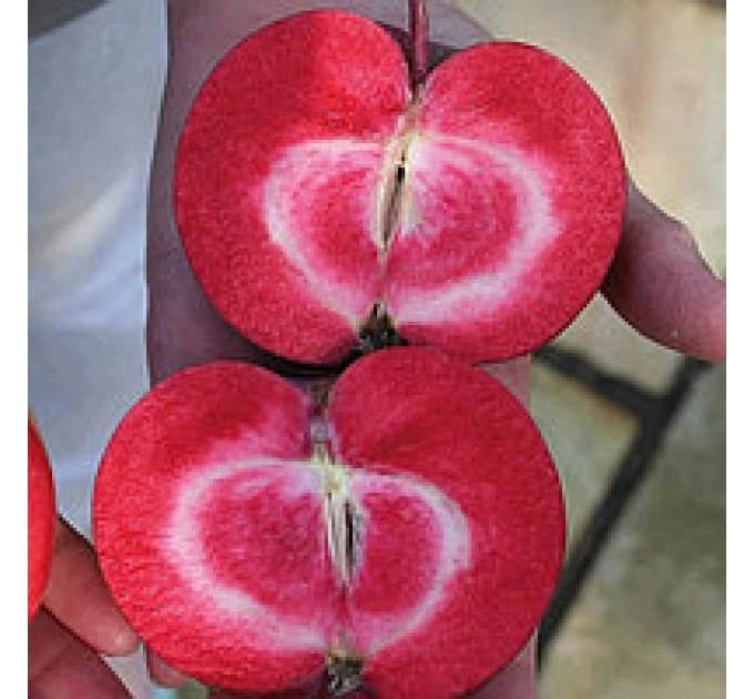 Саженцы яблони летней сорт Тринити, подвой 54-118