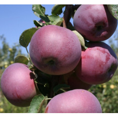 Яблоня летняя сорт Вильямс Прайд, подвой 54-118