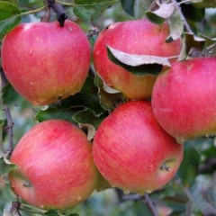 Саженцы яблони сорт Прима