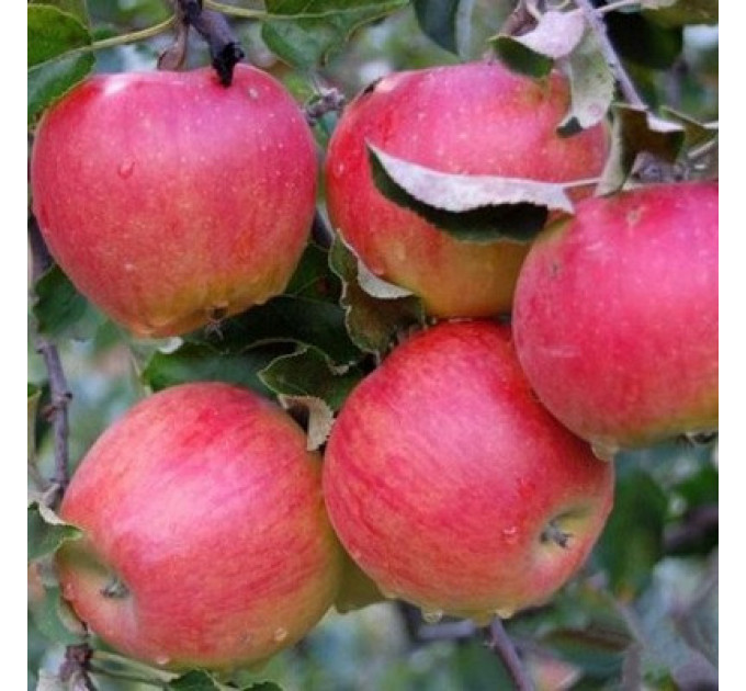 Саженцы яблони сорт Прима