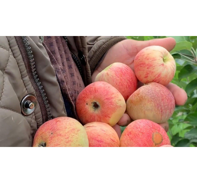 Саженцы яблони летней сорт "Конфетное", подвой 54-118