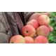 Саженцы яблони летней сорт "Конфетное", подвой 54-118