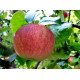 Саженцы яблони летней сорт "Конфетное", подвой 54-118