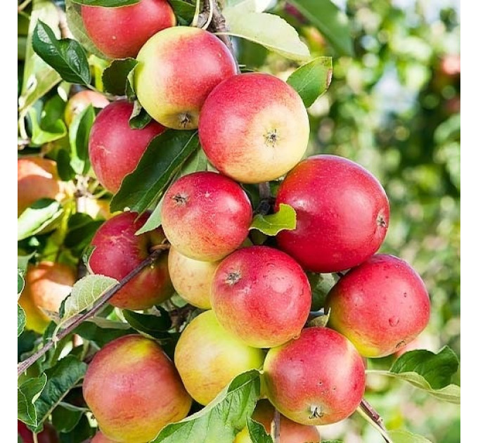 Яблоня зимняя сорт Лигол, подвой 54-118